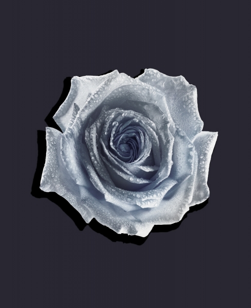 Photograph Louisa Parry Rose3 on One Eyeland